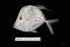 Juvenile Selene vomer, Lookdown, SEAMAP collections